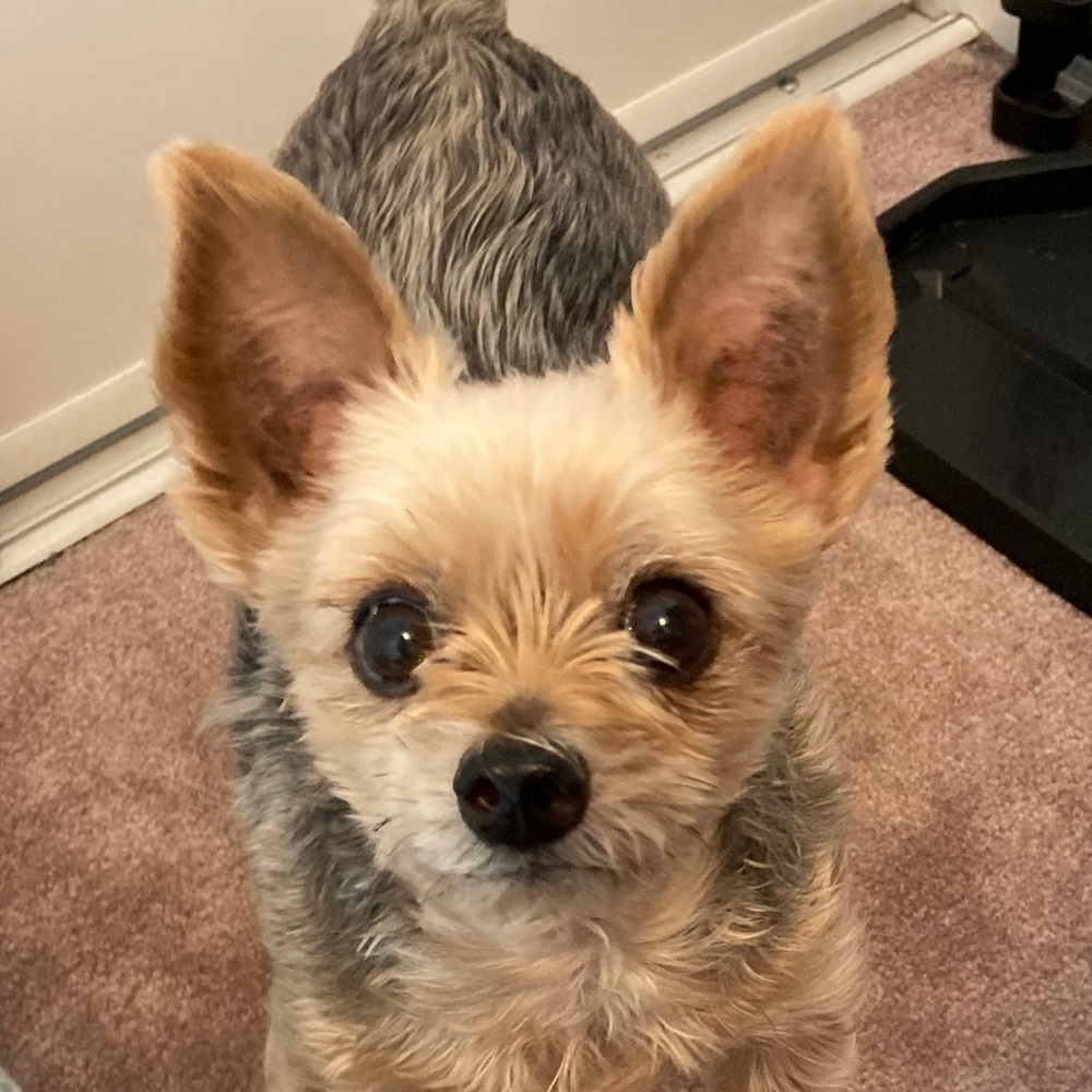 Meet your Posher, Elena